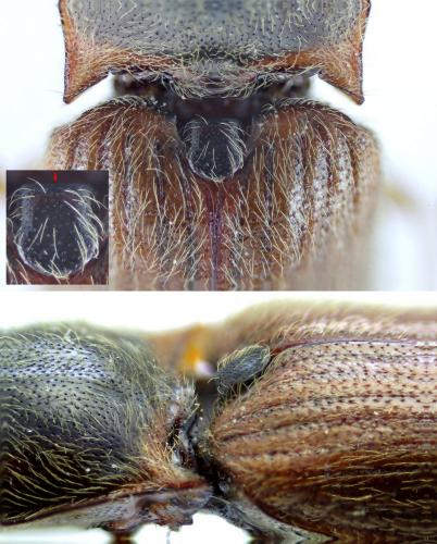 Athous subfuscus
